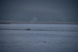 Filename=DSC_3760.jpg
Filesize=6030KiB
Dimensions=7360x4912
Date added=Sep 16, 2019 DSC_3760.jpg