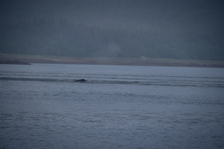 Filename=DSC_3761.jpg
Filesize=5597KiB
Dimensions=7360x4912
Date added=Sep 16, 2019 DSC_3761.jpg