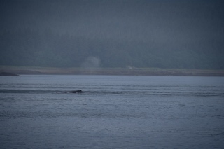 Filename=DSC_3762.jpg
Filesize=5071KiB
Dimensions=7360x4912
Date added=Sep 16, 2019 DSC_3762.jpg