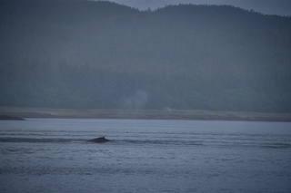 Filename=DSC_3763.jpg
Filesize=5581KiB
Dimensions=7360x4912
Date added=Sep 16, 2019 DSC_3763.jpg