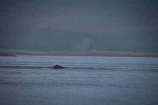 Filename=DSC_3764.jpg
Filesize=5732KiB
Dimensions=7360x4912
Date added=Sep 16, 2019 DSC_3764.jpg