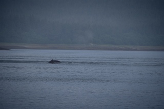 Filename=DSC_3765.jpg
Filesize=5145KiB
Dimensions=7360x4912
Date added=Sep 16, 2019 DSC_3765.jpg