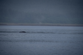 Filename=DSC_3766.jpg
Filesize=4942KiB
Dimensions=7360x4912
Date added=Sep 16, 2019 DSC_3766.jpg