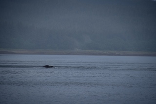 Filename=DSC_3767.jpg
Filesize=5487KiB
Dimensions=7360x4912
Date added=Sep 16, 2019 DSC_3767.jpg