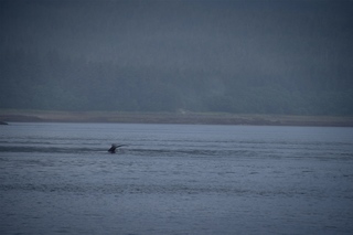 Filename=DSC_3768.jpg
Filesize=5577KiB
Dimensions=7360x4912
Date added=Sep 16, 2019 DSC_3768.jpg