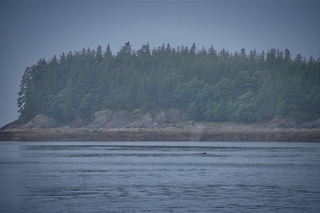 Filename=DSC_3774.jpg
Filesize=8280KiB
Dimensions=7360x4912
Date added=Sep 16, 2019 DSC_3774.jpg