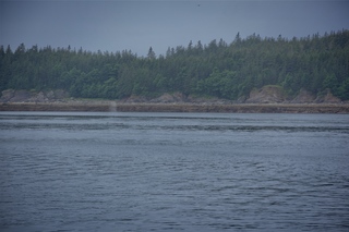 Filename=DSC_3775.jpg
Filesize=8613KiB
Dimensions=7360x4912
Date added=Sep 16, 2019 DSC_3775.jpg