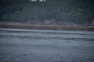 Filename=DSC_3779.jpg
Filesize=10273KiB
Dimensions=7360x4912
Date added=Sep 16, 2019 DSC_3779.jpg