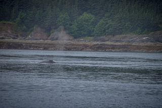 Filename=DSC_3790.jpg
Filesize=11786KiB
Dimensions=7360x4912
Date added=Sep 16, 2019 DSC_3790.jpg