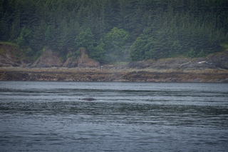 Filename=DSC_3794.jpg
Filesize=12376KiB
Dimensions=7360x4912
Date added=Sep 16, 2019 DSC_3794.jpg