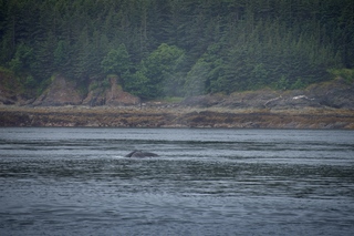 Filename=DSC_3795.jpg
Filesize=12724KiB
Dimensions=7360x4912
Date added=Sep 16, 2019 DSC_3795.jpg