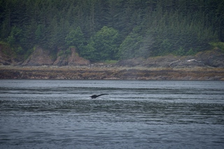 Filename=DSC_3797.jpg
Filesize=12628KiB
Dimensions=7360x4912
Date added=Sep 16, 2019 DSC_3797.jpg