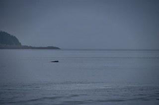 Filename=DSC_3798.jpg
Filesize=3886KiB
Dimensions=7360x4912
Date added=Sep 16, 2019 DSC_3798.jpg