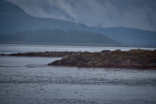 Filename=DSC_3800.jpg
Filesize=8420KiB
Dimensions=7360x4912
Date added=Sep 16, 2019 DSC_3800.jpg