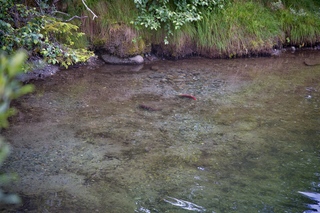 Filename=DSC_3815.jpg
Filesize=19621KiB
Dimensions=7360x4912
Date added=Sep 16, 2019 DSC_3815.jpg