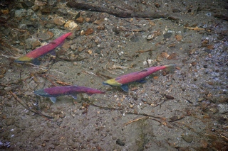 Filename=DSC_3823.jpg
Filesize=25029KiB
Dimensions=7360x4912
Date added=Sep 16, 2019 DSC_3823.jpg