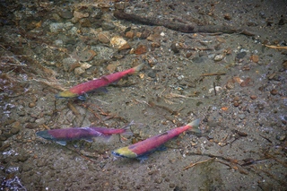 Filename=DSC_3824.jpg
Filesize=25275KiB
Dimensions=7360x4912
Date added=Sep 16, 2019 DSC_3824.jpg