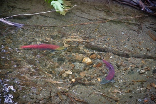 Filename=DSC_3827.jpg
Filesize=25380KiB
Dimensions=7360x4912
Date added=Sep 16, 2019 DSC_3827.jpg