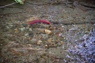 Filename=DSC_3828.jpg
Filesize=26119KiB
Dimensions=7360x4912
Date added=Sep 16, 2019 DSC_3828.jpg