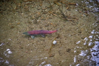 Filename=DSC_3829.jpg
Filesize=25053KiB
Dimensions=7360x4912
Date added=Sep 16, 2019 DSC_3829.jpg