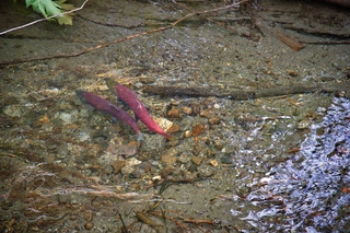 Filename=DSC_3831.jpg
Filesize=26549KiB
Dimensions=7360x4912
Date added=Sep 16, 2019 DSC_3831.jpg