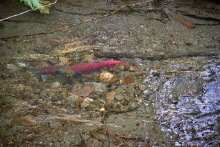 Filename=DSC_3832.jpg
Filesize=26516KiB
Dimensions=7360x4912
Date added=Sep 16, 2019 DSC_3832.jpg