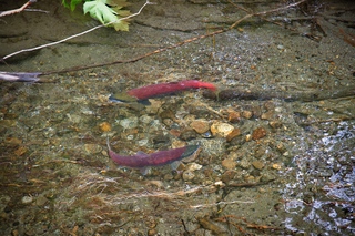 Filename=DSC_3833.jpg
Filesize=26719KiB
Dimensions=7360x4912
Date added=Sep 16, 2019 DSC_3833.jpg