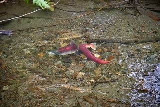 Filename=DSC_3834.jpg
Filesize=26386KiB
Dimensions=7360x4912
Date added=Sep 16, 2019 DSC_3834.jpg