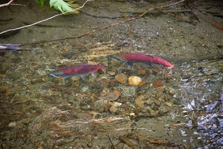 Filename=DSC_3835.jpg
Filesize=26493KiB
Dimensions=7360x4912
Date added=Sep 16, 2019 DSC_3835.jpg