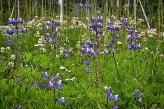 Filename=DSC_3837.jpg
Filesize=26582KiB
Dimensions=7360x4912
Date added=Sep 16, 2019 DSC_3837.jpg