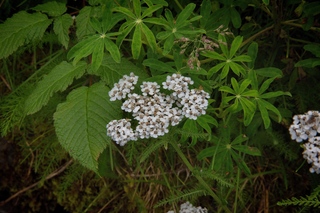 Filename=DSC_3838.jpg
Filesize=23711KiB
Dimensions=7360x4912
Date added=Sep 16, 2019 DSC_3838.jpg