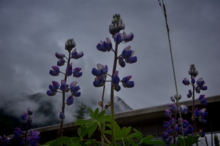 Filename=DSC_3839.jpg
Filesize=6409KiB
Dimensions=7360x4912
Date added=Sep 16, 2019 DSC_3839.jpg