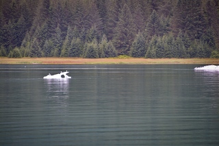 Filename=DSC_4296.jpg
Filesize=19548KiB
Dimensions=7360x4912
Date added=Sep 16, 2019 DSC_4296.jpg