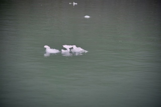 Filename=DSC_5084.jpg
Filesize=4645KiB
Dimensions=7360x4912
Date added=Sep 15, 2019 DSC_5084.jpg