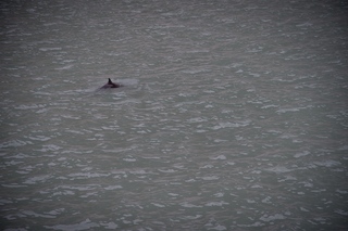 Filename=DSC_5740.jpg
Filesize=9021KiB
Dimensions=7360x4912
Date added=Sep 16, 2019 DSC_5740.jpg