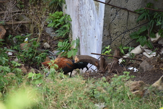 Filename=DSC_3789.JPG
Filesize=17667KiB
Dimensions=7360x4912
Date added=Sep 16, 2019 DSC_3789.JPG