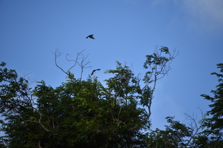 Filename=DSC_3852.JPG
Filesize=17214KiB
Dimensions=7360x4912
Date added=Sep 16, 2019 DSC_3852.JPG