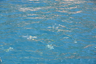 Filename=DSC_3914.JPG
Filesize=18004KiB
Dimensions=7360x4912
Date added=Sep 16, 2019 DSC_3914.JPG