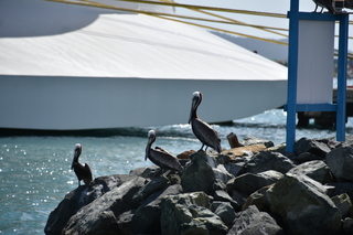 Filename=DSC_4001.JPG
Filesize=15333KiB
Dimensions=7360x4912
Date added=Sep 16, 2019 DSC_4001.JPG