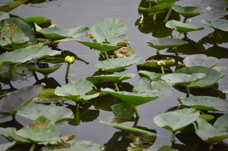 Filename=DSC_4046.JPG
Filesize=16400KiB
Dimensions=7360x4912
Date added=Sep 16, 2019 DSC_4046.JPG