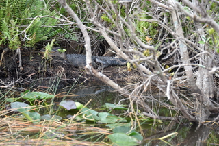 Filename=DSC_4048.JPG
Filesize=21004KiB
Dimensions=7360x4912
Date added=Sep 16, 2019 DSC_4048.JPG