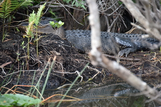 Filename=DSC_4051.JPG
Filesize=19275KiB
Dimensions=7360x4912
Date added=Sep 16, 2019 DSC_4051.JPG