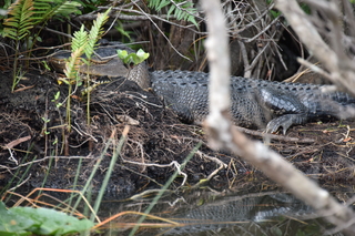 Filename=DSC_4052.JPG
Filesize=19014KiB
Dimensions=7360x4912
Date added=Sep 16, 2019 DSC_4052.JPG