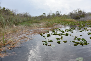 Filename=DSC_4061.JPG
Filesize=20220KiB
Dimensions=7360x4912
Date added=Sep 16, 2019 DSC_4061.JPG