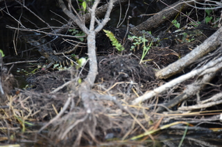 Filename=DSC_4063.JPG
Filesize=16681KiB
Dimensions=7360x4912
Date added=Sep 16, 2019 DSC_4063.JPG