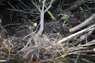 Filename=DSC_4064.JPG
Filesize=16927KiB
Dimensions=7360x4912
Date added=Sep 16, 2019 DSC_4064.JPG