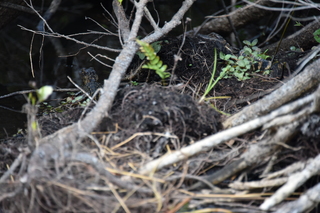 Filename=DSC_4066.JPG
Filesize=16694KiB
Dimensions=7360x4912
Date added=Sep 16, 2019 DSC_4066.JPG