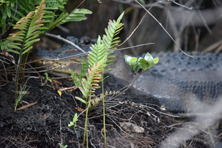 Filename=DSC_4068.JPG
Filesize=18446KiB
Dimensions=7360x4912
Date added=Sep 16, 2019 DSC_4068.JPG