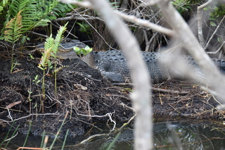 Filename=DSC_4069.JPG
Filesize=19450KiB
Dimensions=7360x4912
Date added=Sep 16, 2019 DSC_4069.JPG