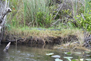 Filename=DSC_4073.JPG
Filesize=24345KiB
Dimensions=7360x4912
Date added=Sep 16, 2019 DSC_4073.JPG